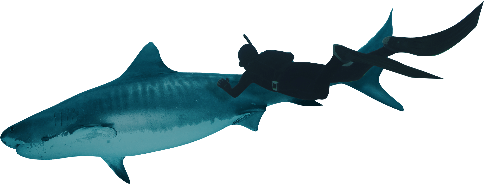Gira Tu Teléfono Para Entrar En La Realidad Virtual - Bronze Hammerhead Shark Clipart (2048x1024), Png Download