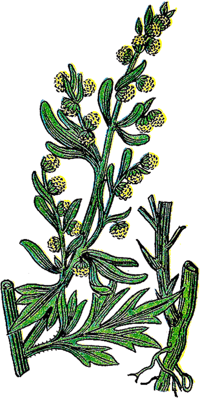 This Is A Lovely Vintage Graphic Of The Herb Plant, - Wormwood Clipart - Png Download (964x1600), Png Download