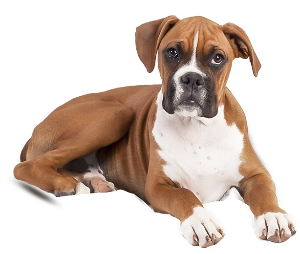 Boxer Clipart (614x520), Png Download