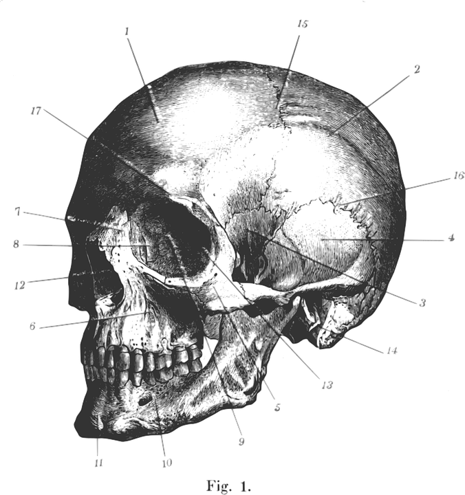 Illustration Of A Human Skull Clipart (676x720), Png Download
