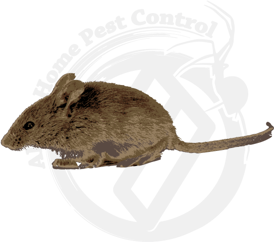 Mice Clean Up Tips - Marsh Rice Rat Clipart (570x570), Png Download