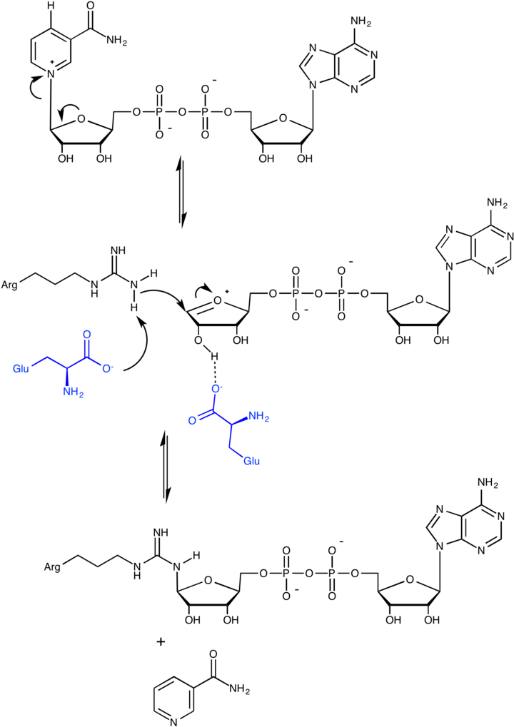 Adp Ribosylation Mechanism - Mono Adp Ribosyltransferase Mechanism Clipart (726x1024), Png Download