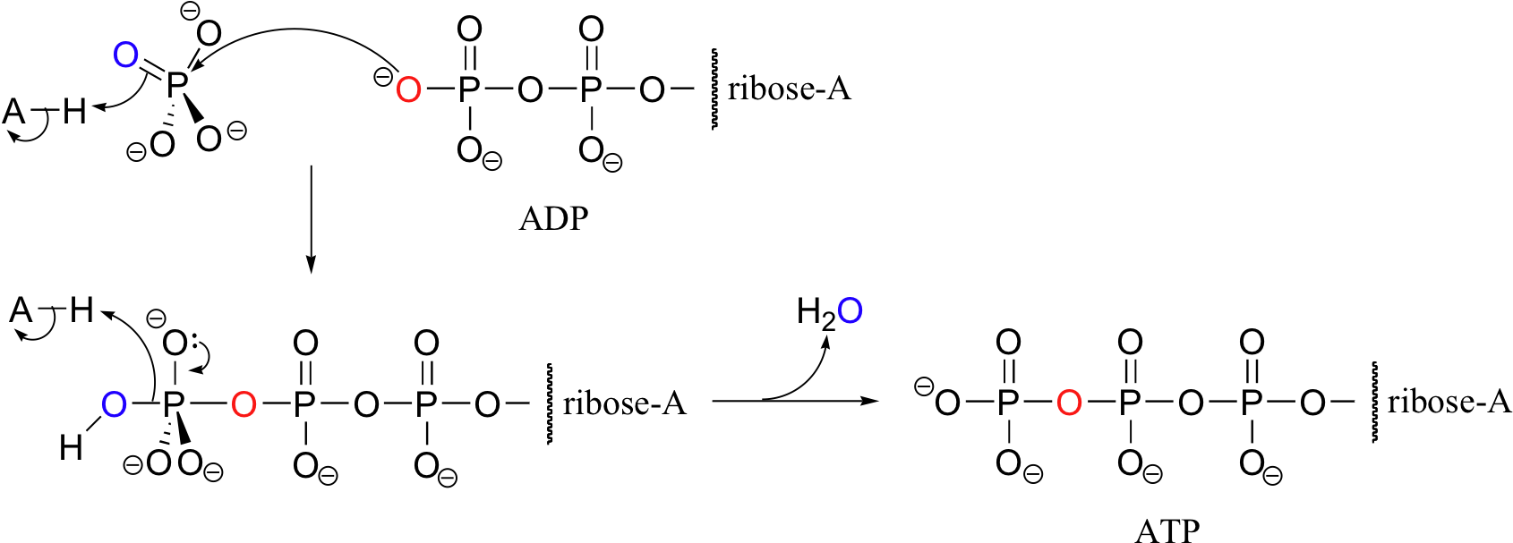 Despite The Apparent Simplicity Of The Chemistry Going - Atp To Adp Reaction Mechanism Clipart (1704x636), Png Download