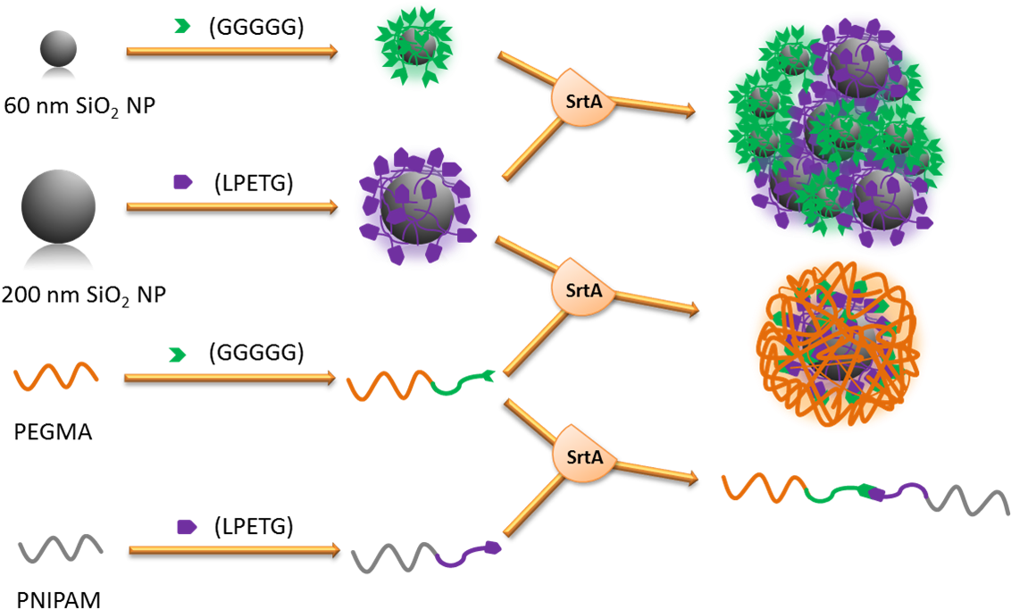 Bild 293x217px - Circle Clipart (1149x713), Png Download
