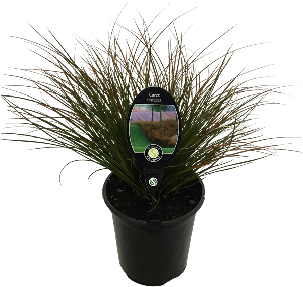 Find Plant Carex Testacea - Houseplant Clipart (800x800), Png Download