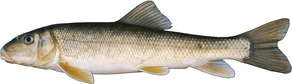 Http - //www - Fishbuoy - Com/images/images/fish Species - Coastal Cutthroat Trout Clipart (1200x365), Png Download