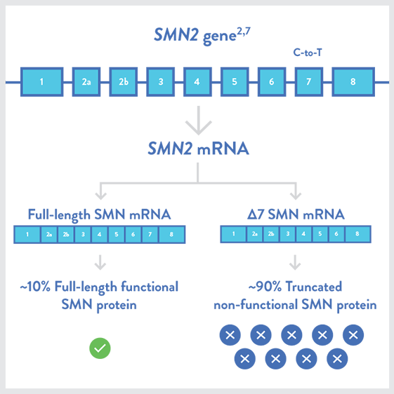 Approximately 10% Of Smn2 Transcripts Result In Full-length - Smn1 And Smn2 Clipart (561x562), Png Download