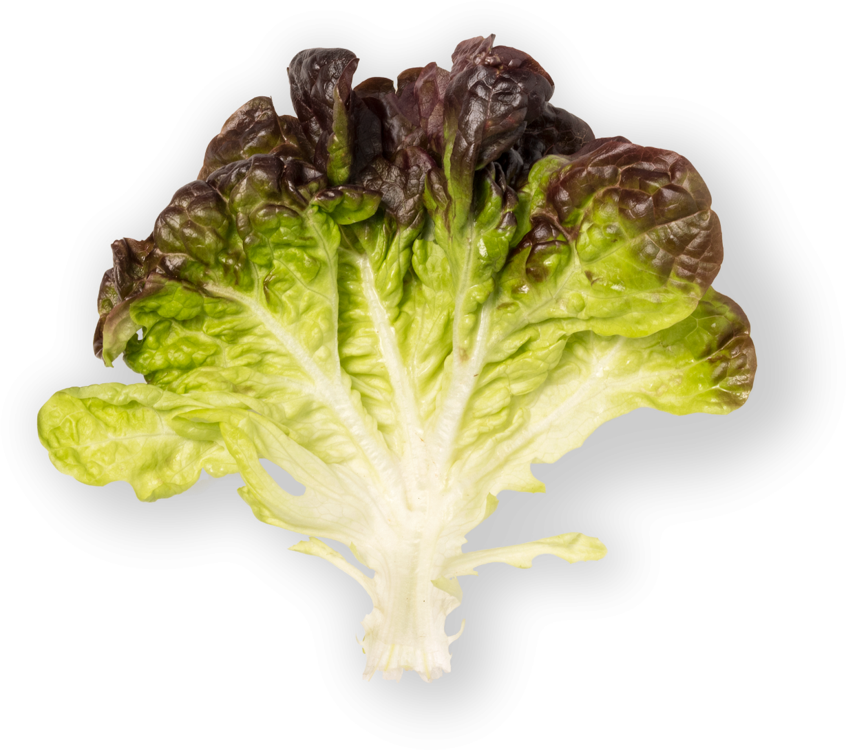 Red Oak - Romaine Lettuce Clipart (1321x1500), Png Download