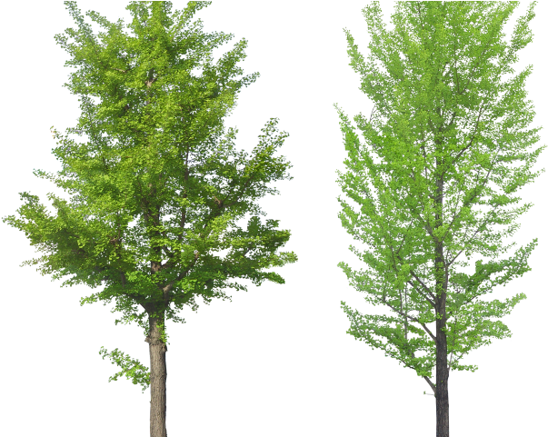 Tree Png Transparent Images - Tree Front View Png Clipart (640x480), Png Download