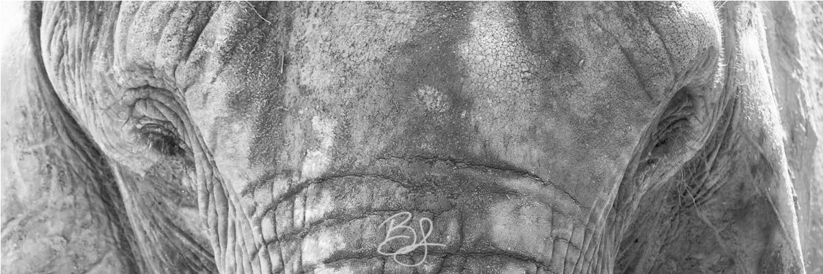 Eyes Of A Giant Bsewellphoto Clipart (1200x800), Png Download