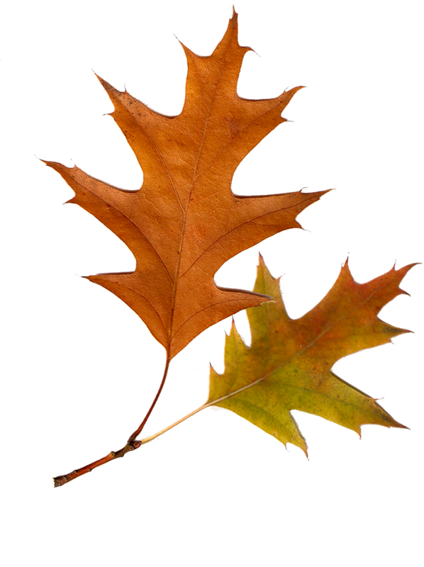Cosas Para Photoscape - Leaf Clipart (598x800), Png Download