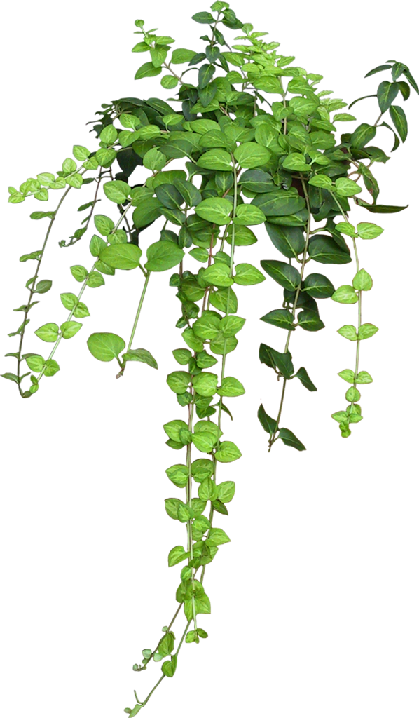 Ramas De Árbol De Sauce - Plante Suspendue À L Envers Clipart (598x1024), Png Download