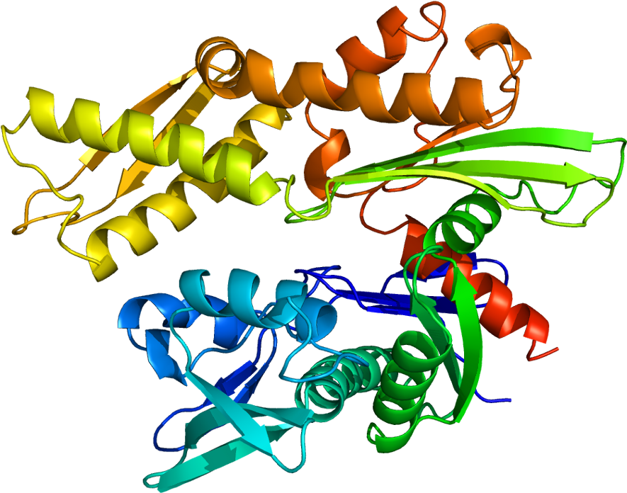 Heat Shock Protein 70 Png Clipart (934x745), Png Download