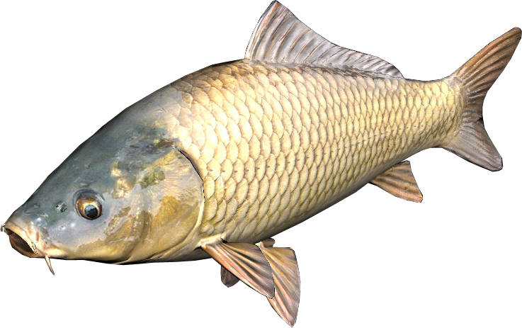 Dayz Carp Clipart (737x463), Png Download