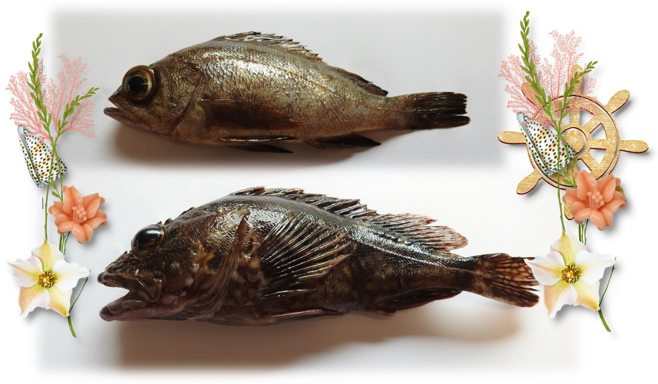 I Thought I'd Show You "cooked Fish" Clipart (1284x751), Png Download