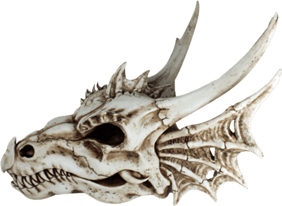 Price Match Policy - Skull Clipart (555x555), Png Download