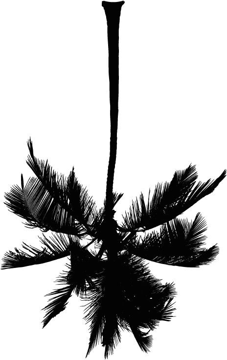 White Palm Tree Png , Png Download - Roystonea Clipart (464x735), Png Download