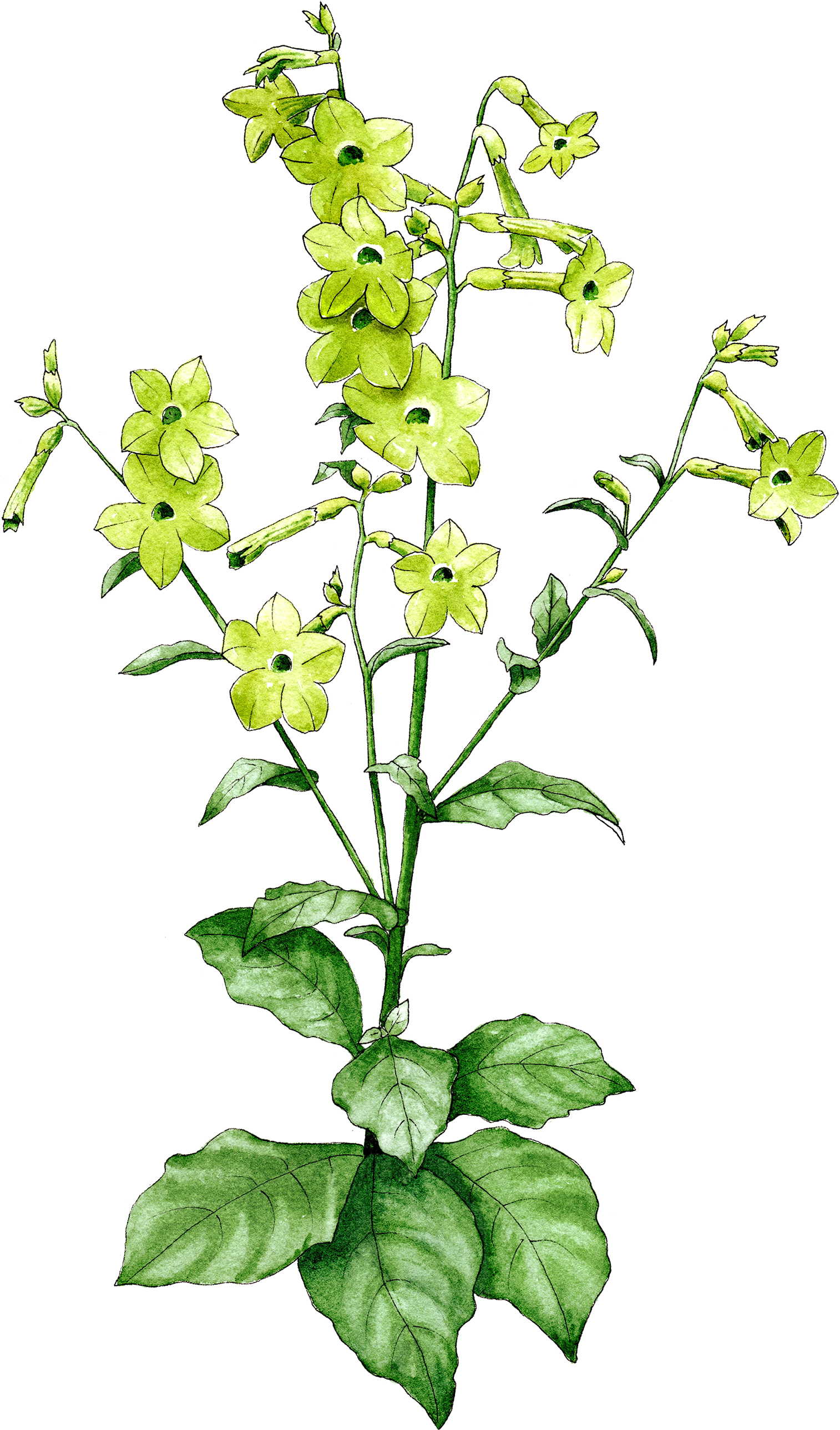 Nicotiana Lime Green - Dayflower Clipart (1514x2577), Png Download