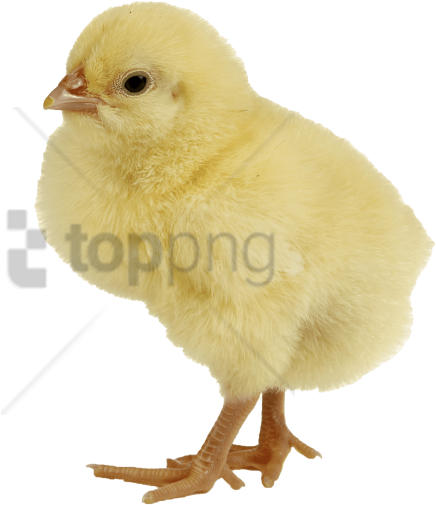 Free Png Baby Chicken Png Png Image With Transparent - Chicken Png Clipart (850x566), Png Download