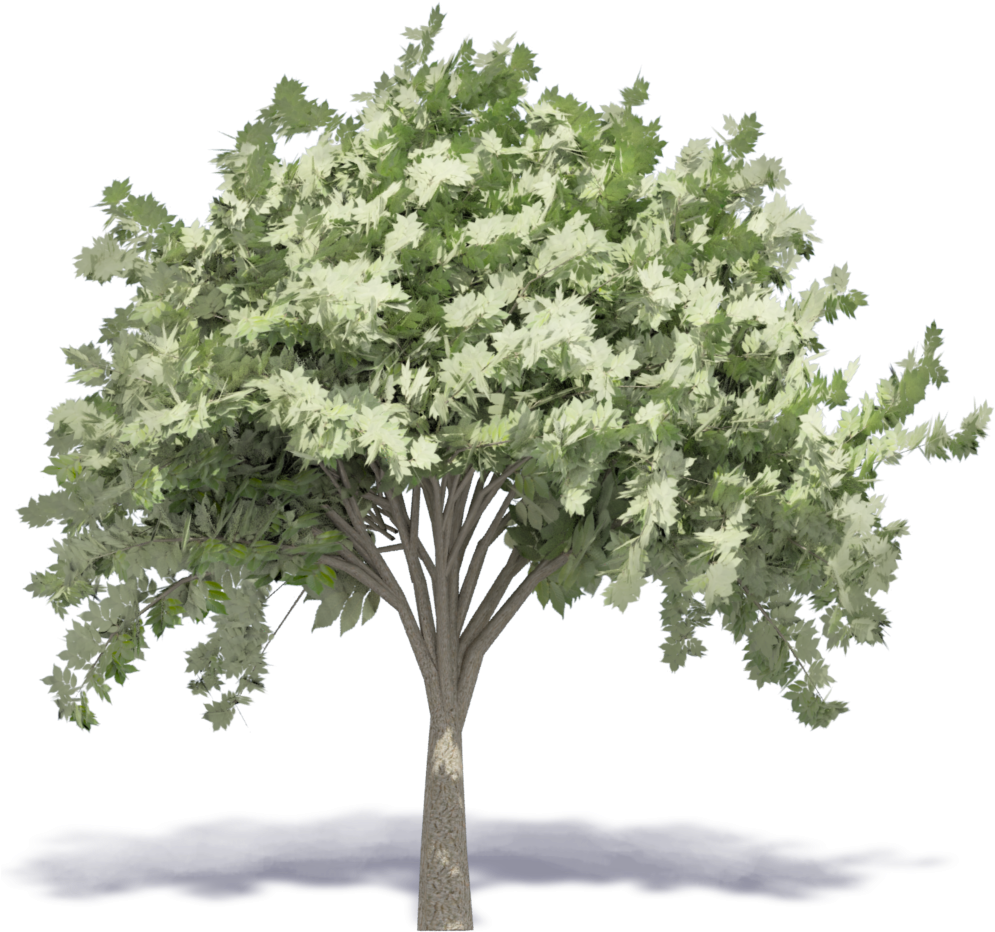 Elm Tree - Maple Clipart (1000x1000), Png Download