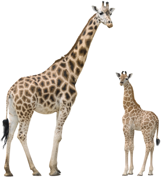 Giraffe Free Png Image Download - Jirafa Y Su Cria Clipart (600x610), Png Download