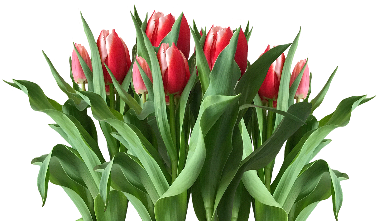 Spring Tulips Red Tulips - Tulip Clipart (1280x950), Png Download