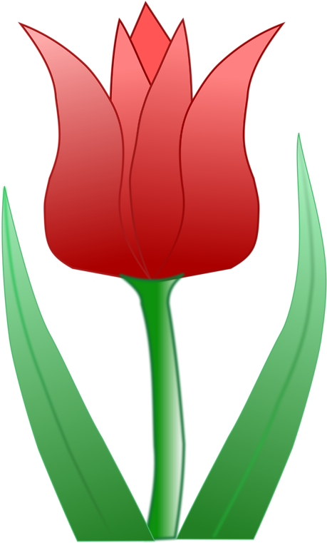 Tulip Transparent Illustration - Tulipán Clipart - Png Download (958x1355), Png Download