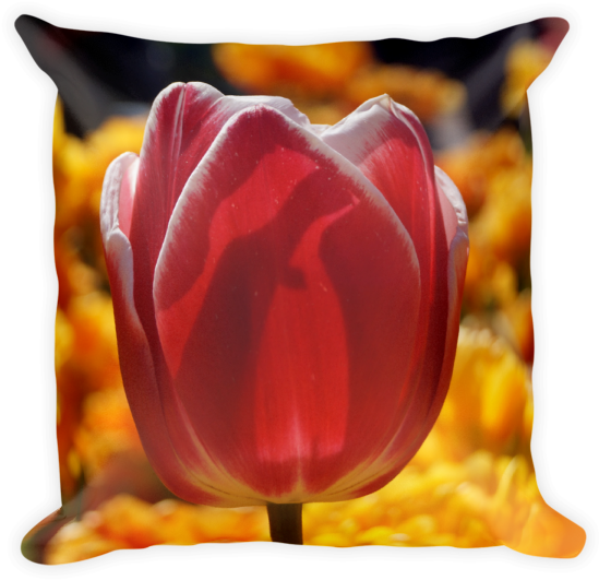 Tulip Clipart (600x600), Png Download