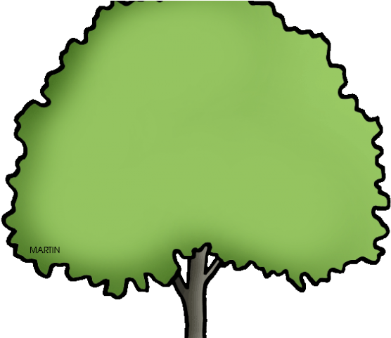 Tree Clipart Clipart Elm Tree - Clip Art - Png Download (640x480), Png Download