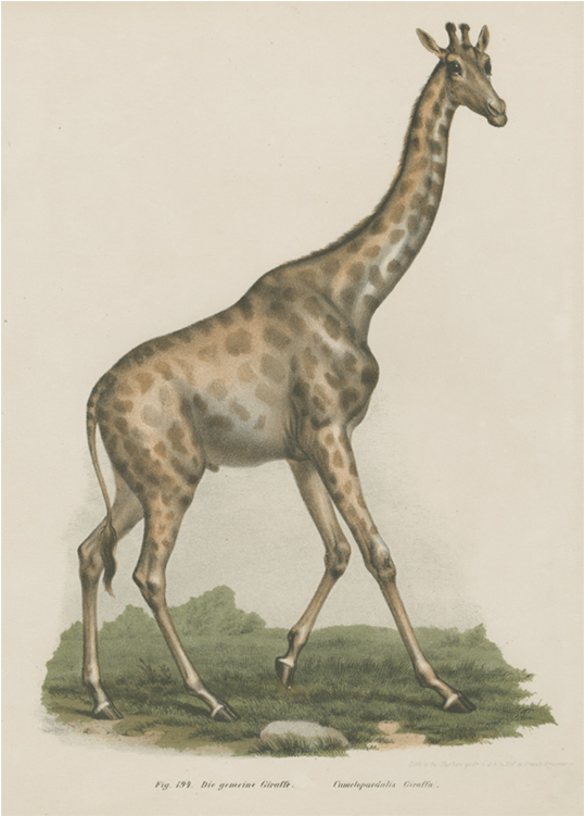 Giraffe Clipart (800x800), Png Download
