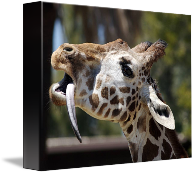 Giraffe Tongue Png - Giraffe Clipart (650x579), Png Download