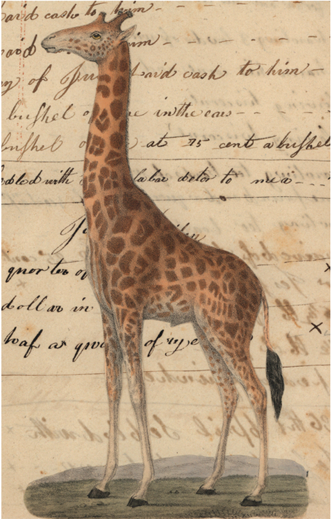 Giraffe Clipart (800x800), Png Download