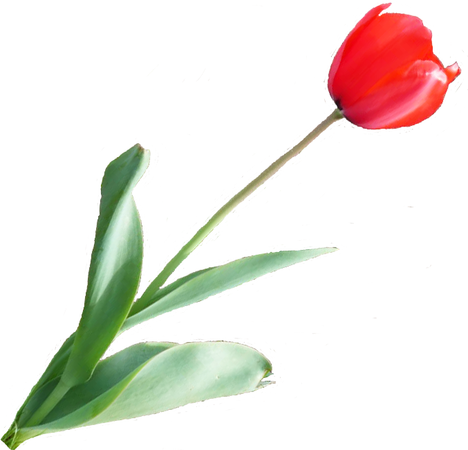 Red Tulip Photo Redtulip - Artificial Flower Clipart (676x661), Png Download
