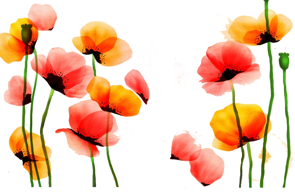 Poppy Watercolor Painting Flower Red Yellow - Red And Yellow Flower Watercolor Clipart (1024x683), Png Download