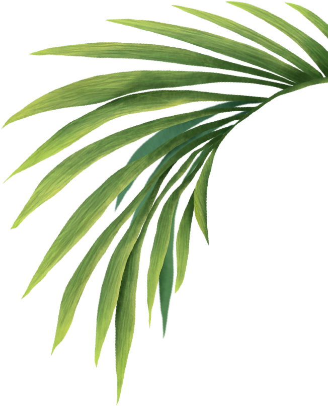 The Coachella Valley Music & Arts Festival Is Committed - Palm Tree Leaf Transparent Clipart (652x807), Png Download