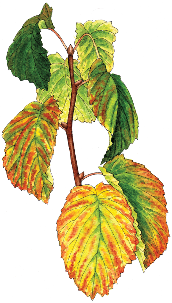 Illustration By Helen Krayenhoff - Slippery Elm Clipart (581x1024), Png Download