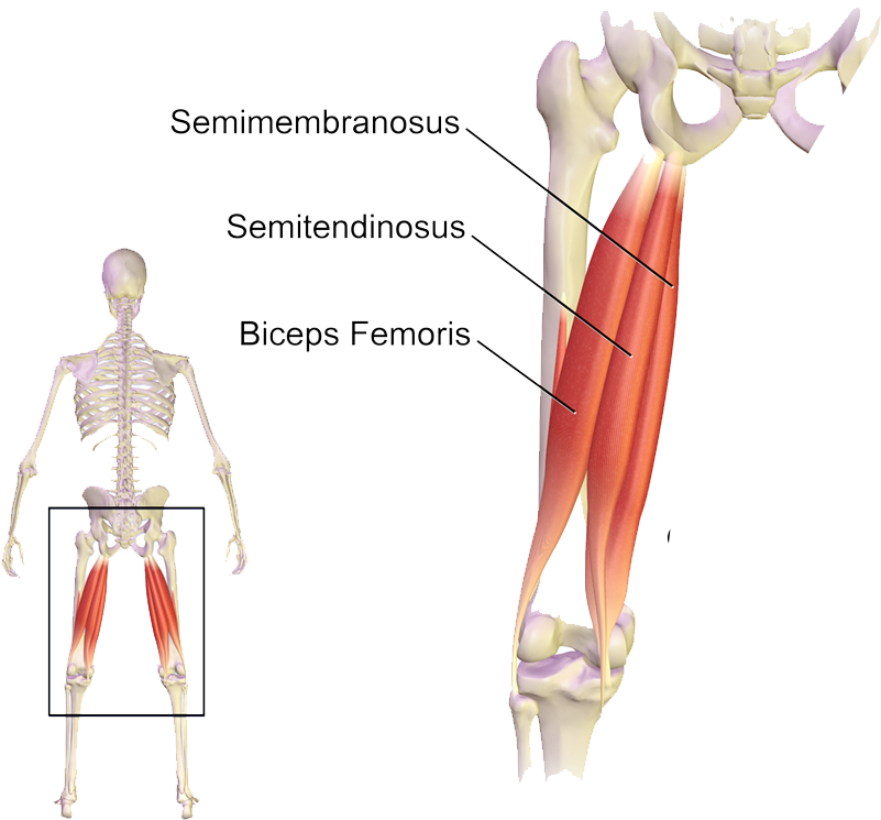 The Hamstring Group Of Muscles Of The Posterior Thigh - Muscles Used When Bending Knees Clipart (840x825), Png Download