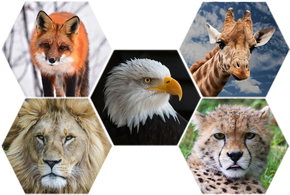 Animals Wildlife Nature - Liknelser Djur Clipart (1280x846), Png Download