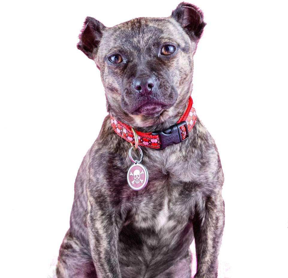 Happy Tails - American Pit Bull Terrier Clipart (960x959), Png Download