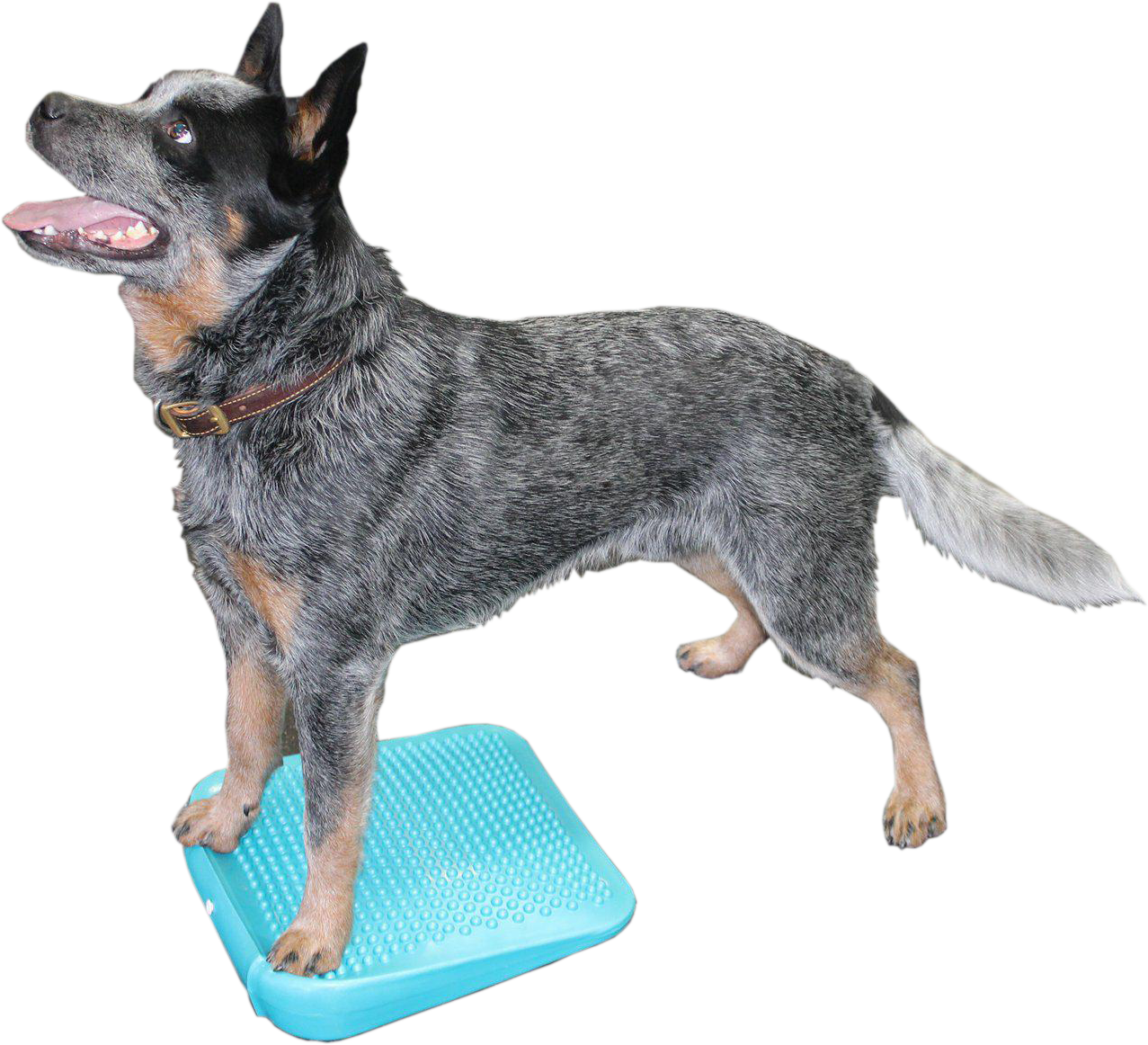 Description - Dog Clipart (1277x1162), Png Download