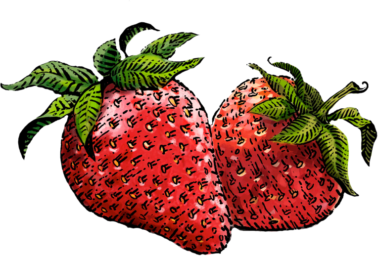 Strawberry Drawing Png - Siggi's Strawberry Clipart (764x518), Png Download