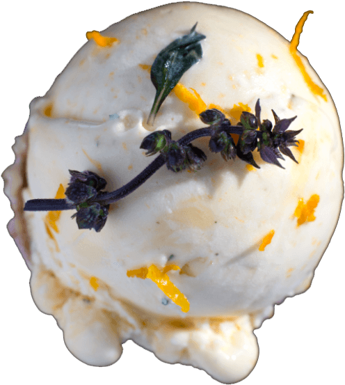 Thai Basil And Mandarin - Insect Clipart (601x655), Png Download