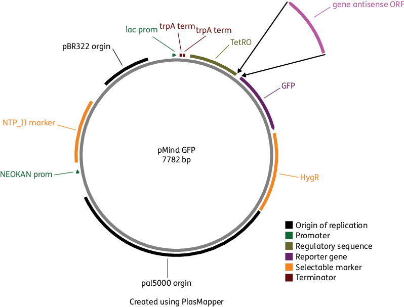 Pmindgfp Vector Map Showing The Placement Of The Open - Expression Vector Reading Frame Clipart (798x607), Png Download