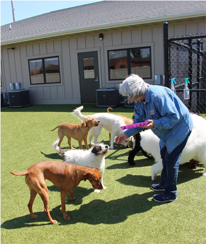 11 - Vizsla Clipart (700x500), Png Download