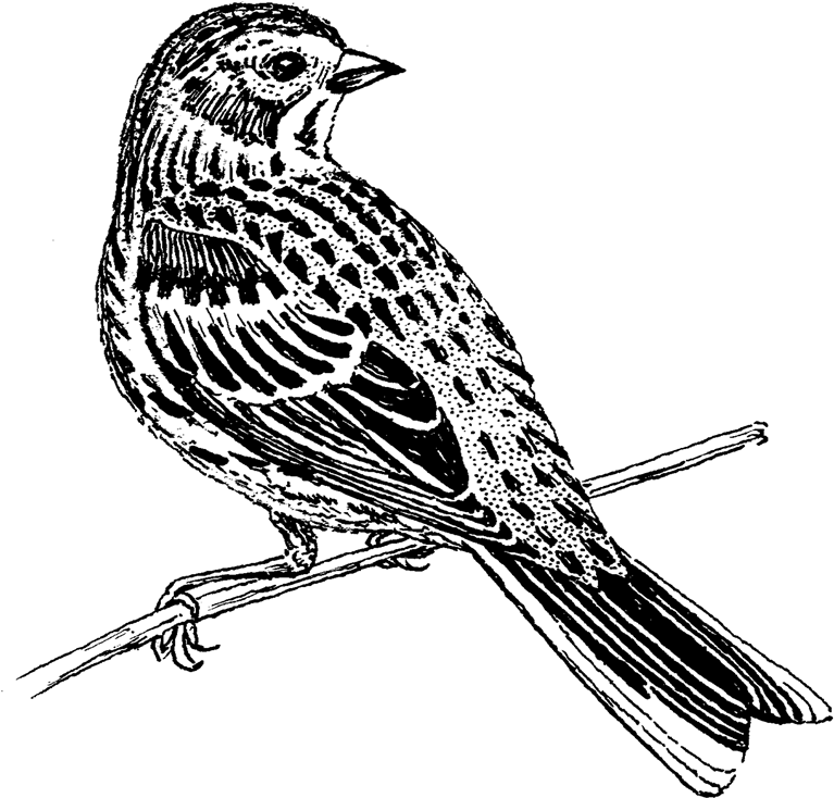 Vesper Sparrow Png Image - Emberizidae Clipart (960x768), Png Download