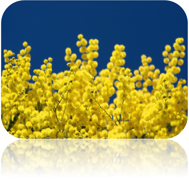 Acacia Dealbata Clipart (727x689), Png Download