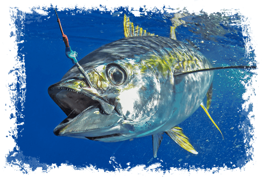 Yellowfin Tuna - Fishing In Maldives Clipart (868x582), Png Download