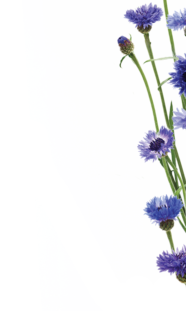 Cornglower Edito Upper Right - Aster Clipart (720x1200), Png Download