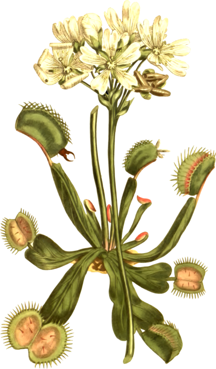 Venus Flytrap Botany Carnivorous Plant Botanical Illustration - Charles Darwin Botanical Drawings Clipart (439x750), Png Download