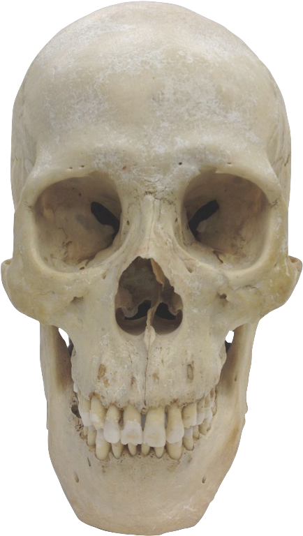 Museum Of Primatology - Homo Sapiens Skull Png Clipart (442x774), Png Download